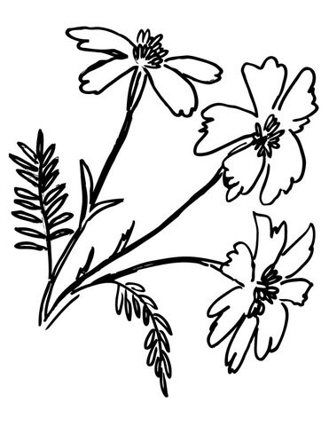 Tagetes Marigolds  Coloring Page